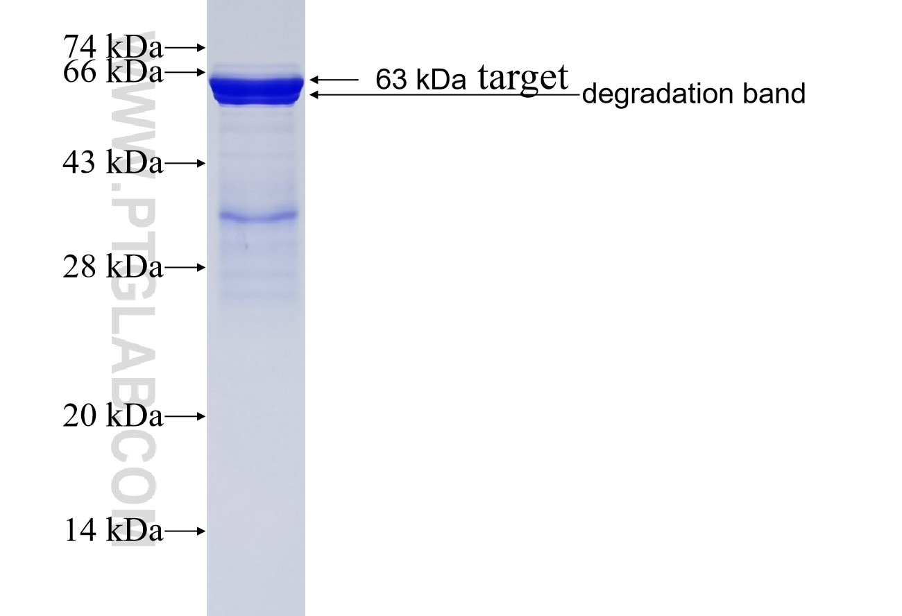 INO80 fusion protein Ag20309 SDS-PAGE