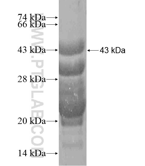 INO80C fusion protein Ag20468 SDS-PAGE