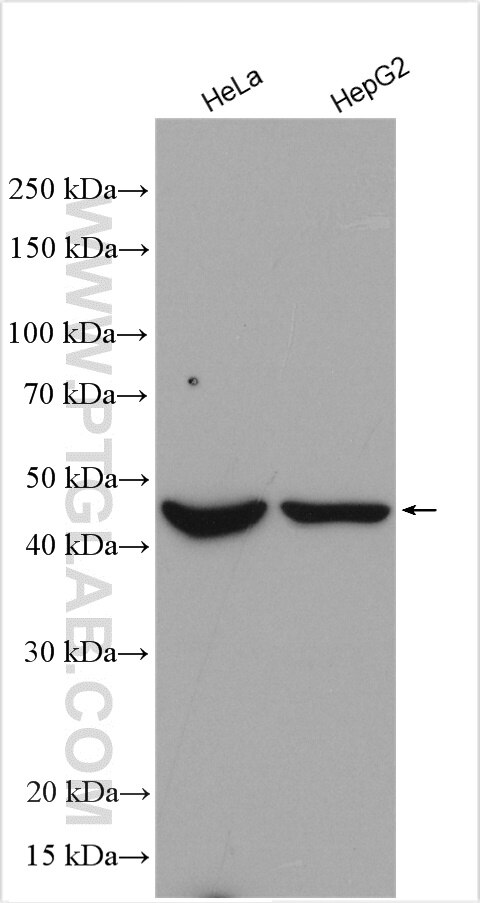 Western Blot (WB) analysis of various lysates using INPP1 Polyclonal antibody (12261-1-AP)