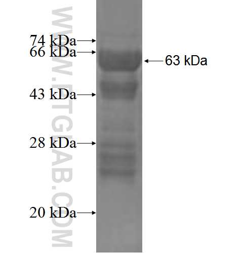 INPP4A fusion protein Ag3346 SDS-PAGE