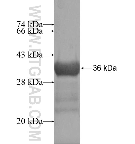 INPP4B fusion protein Ag8676 SDS-PAGE