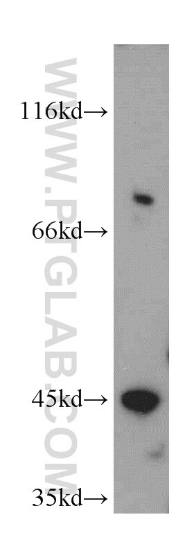 WB analysis of HepG2 using 21723-1-AP