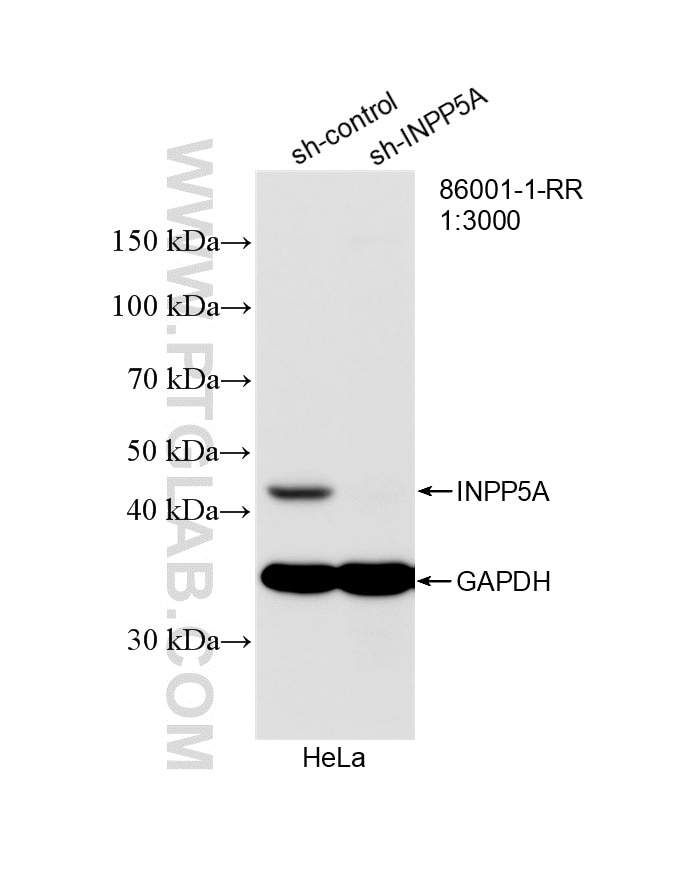 WB analysis of HeLa using 86001-1-RR (same clone as 86001-1-PBS) Western Blot (WB) analysis of HeLa cells using INPP5A Recombinant monoclonal antibody (86001-1-RR)