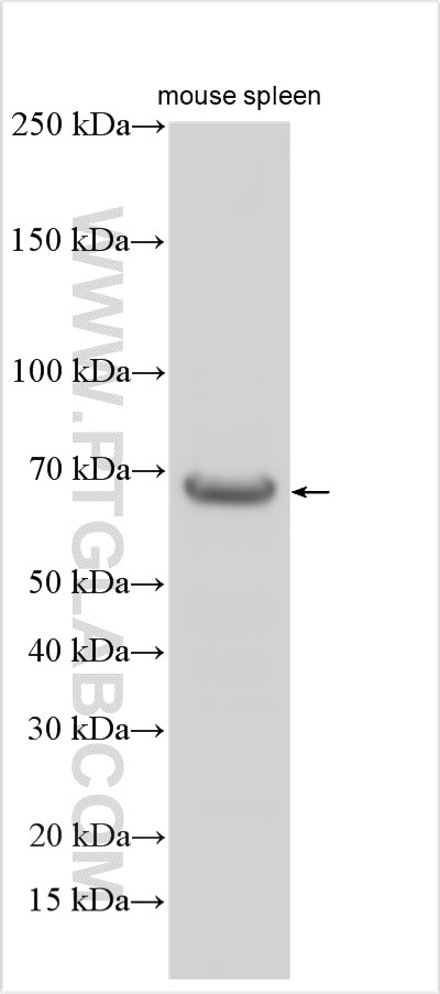 WB analysis using 15141-1-AP Western Blot (WB) analysis of various lysates using INPP5B Polyclonal antibody (15141-1-AP)