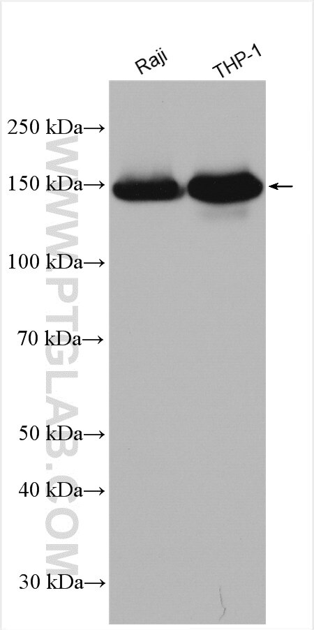 Western Blot (WB) analysis of various lysates using INPP5D Polyclonal antibody (19694-1-AP)