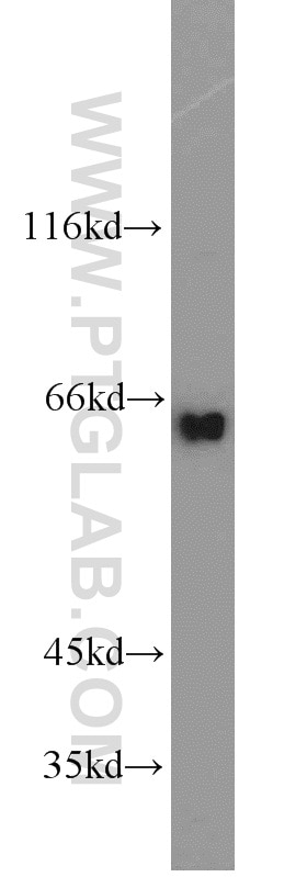 WB analysis of HEK-293 using 17797-1-AP