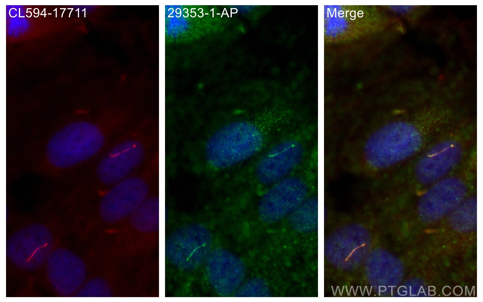 IF Staining of ARPE-19 using 29353-1-AP