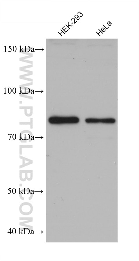 Western Blot (WB) analysis of various lysates using INPP5E Monoclonal antibody (68602-1-Ig)