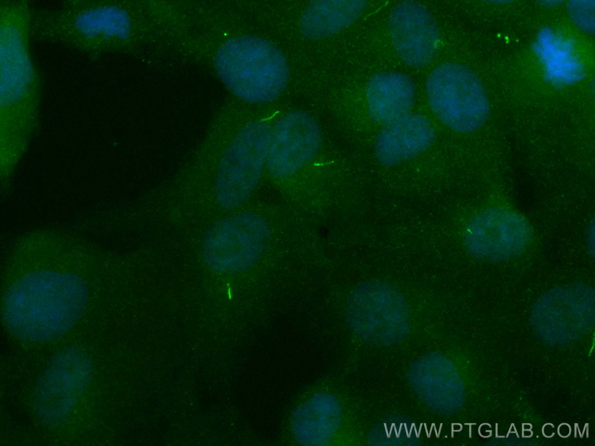 Immunofluorescence (IF) / fluorescent staining of hTERT-RPE1 cells using CoraLite® Plus 488-conjugated INPP5E Polyclonal an (CL488-17797)
