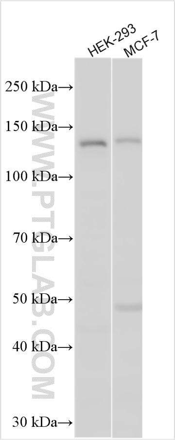 Western Blot (WB) analysis of various lysates using INPP5F Polyclonal antibody (27240-1-AP)