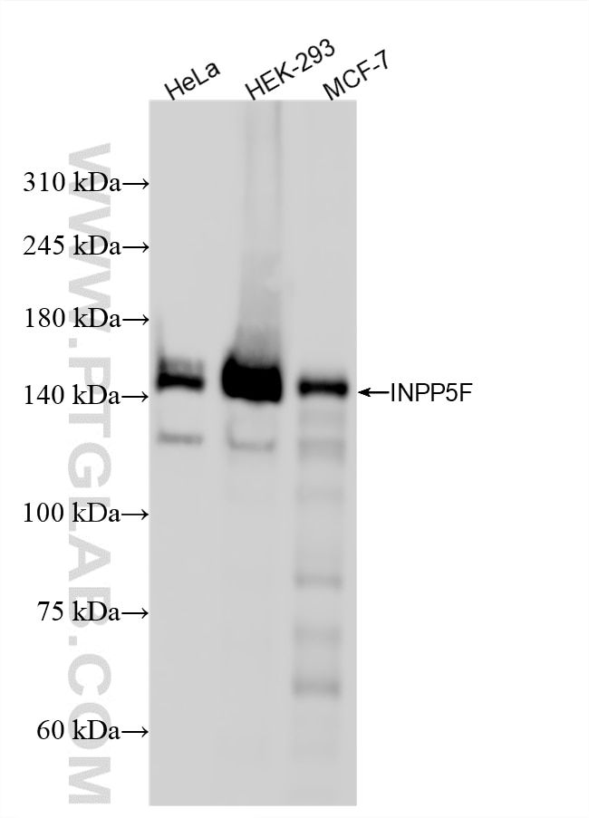 Western Blot (WB) analysis of various lysates using INPP5F Recombinant monoclonal antibody (87311-1-RR)