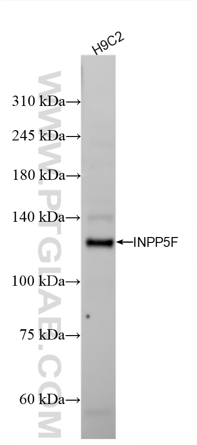 Western Blot (WB) analysis of various lysates using INPP5F Recombinant monoclonal antibody (87311-1-RR)