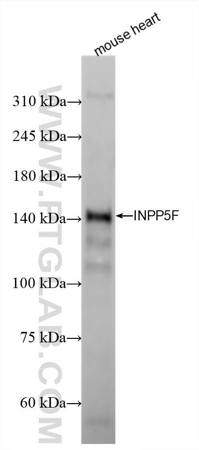 Western Blot (WB) analysis of various lysates using INPP5F Recombinant monoclonal antibody (87311-1-RR)