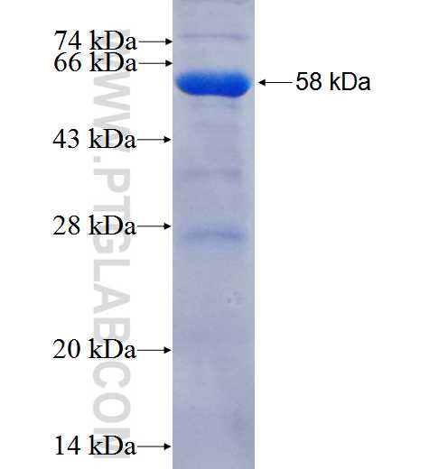 INPP5F fusion protein Ag25687 SDS-PAGE