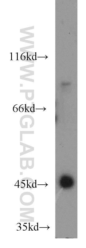 Western Blot (WB) analysis of mouse heart tissue using INPP5K Polyclonal antibody (15098-1-AP)