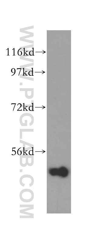 Western Blot (WB) analysis of HEK-293 cells using INPP5K Polyclonal antibody (15098-1-AP)