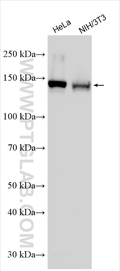 Western Blot (WB) analysis of various lysates using INPPL1 Polyclonal antibody (26678-1-AP)
