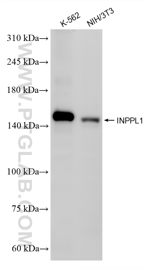 WB analysis using 87161-1-RR Western Blot (WB) analysis of various lysates using INPPL1 Recombinant monoclonal antibody (87161-1-RR)