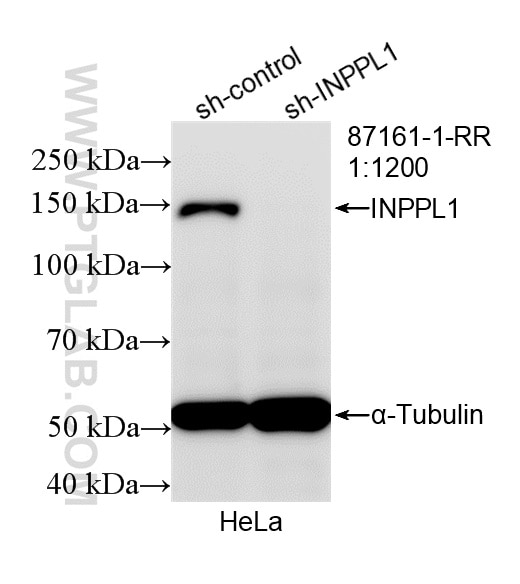 WB analysis of HeLa using 87161-1-RR Western Blot (WB) analysis of HeLa cells using INPPL1 Recombinant monoclonal antibody (87161-1-RR)