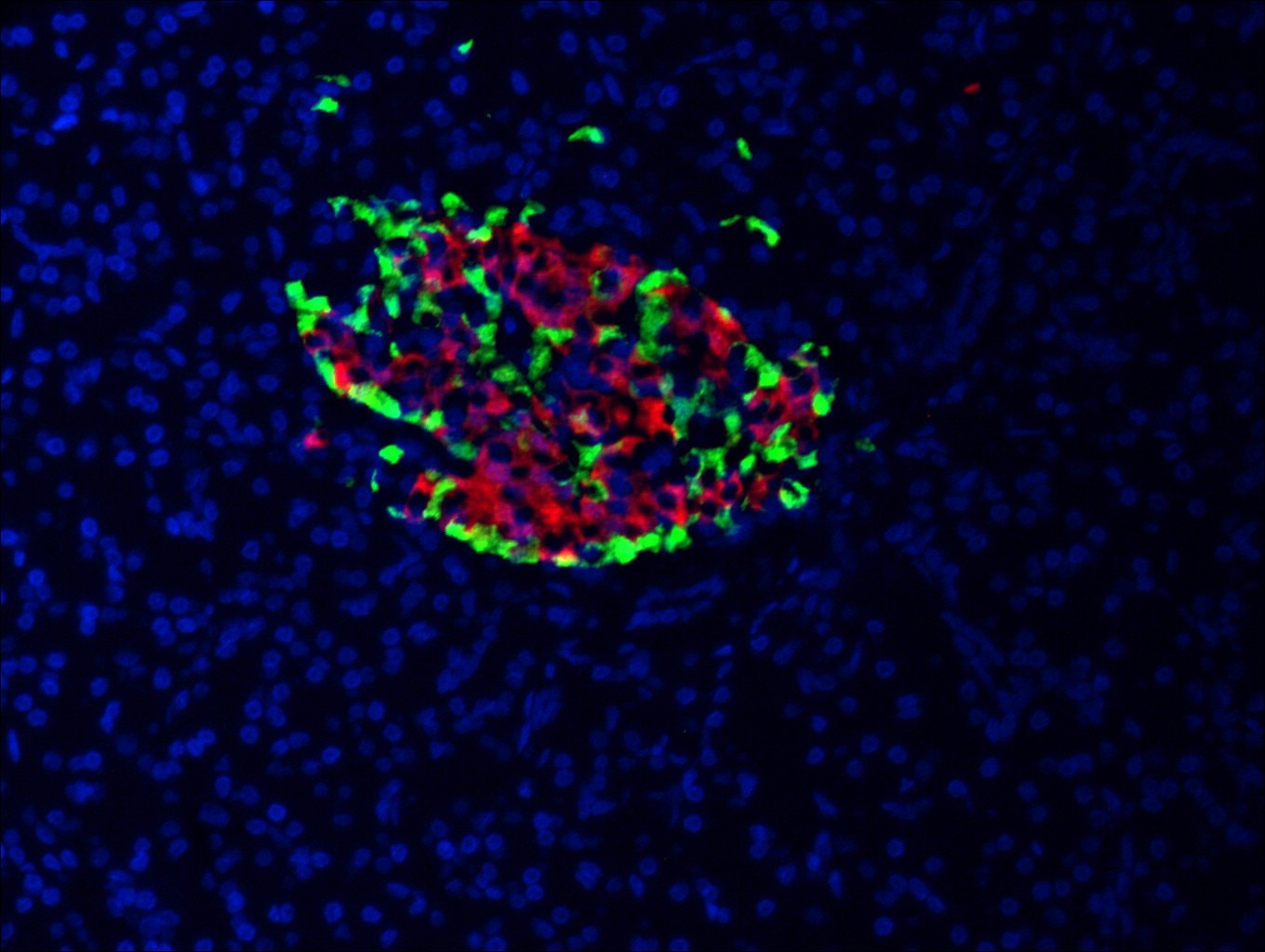 Immunofluorescence (IF) / fluorescent staining of human pancreas tissue using INS Polyclonal antibody (15848-1-AP)