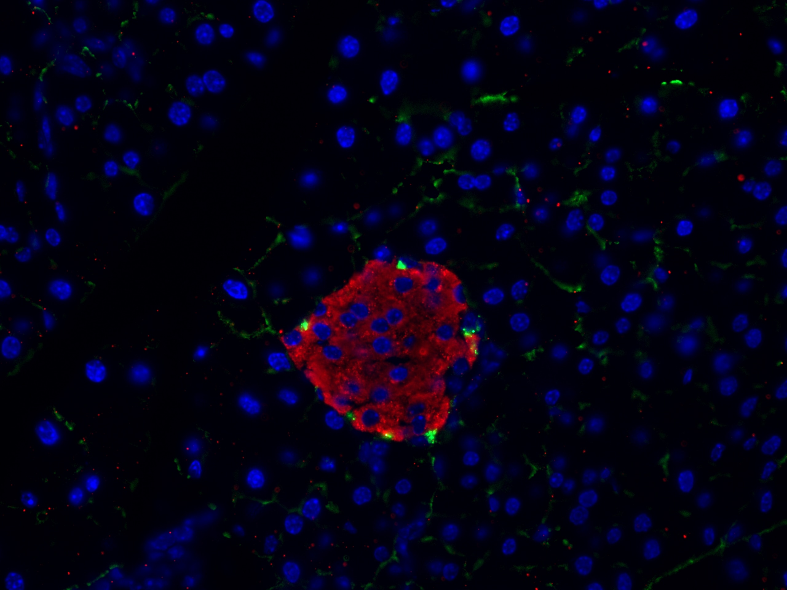 Immunofluorescence (IF) / fluorescent staining of mouse pancreas tissue using INS Polyclonal antibody (15848-1-AP)