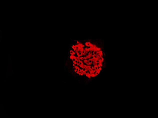 Immunofluorescence (IF) / fluorescent staining of rat pancreas tissue using INS Polyclonal antibody (15848-1-AP)