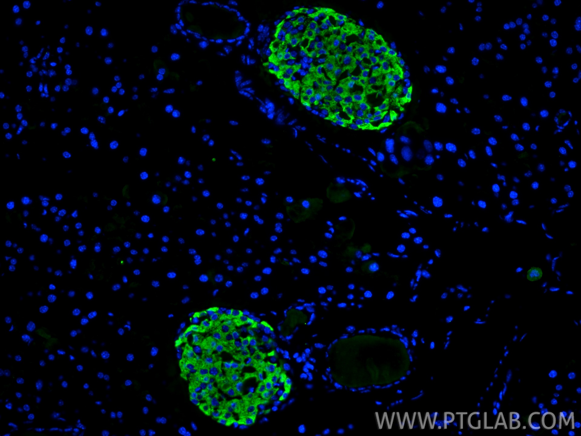 Immunofluorescence (IF) / fluorescent staining of mouse pancreas tissue using INS Polyclonal antibody (15848-1-AP)