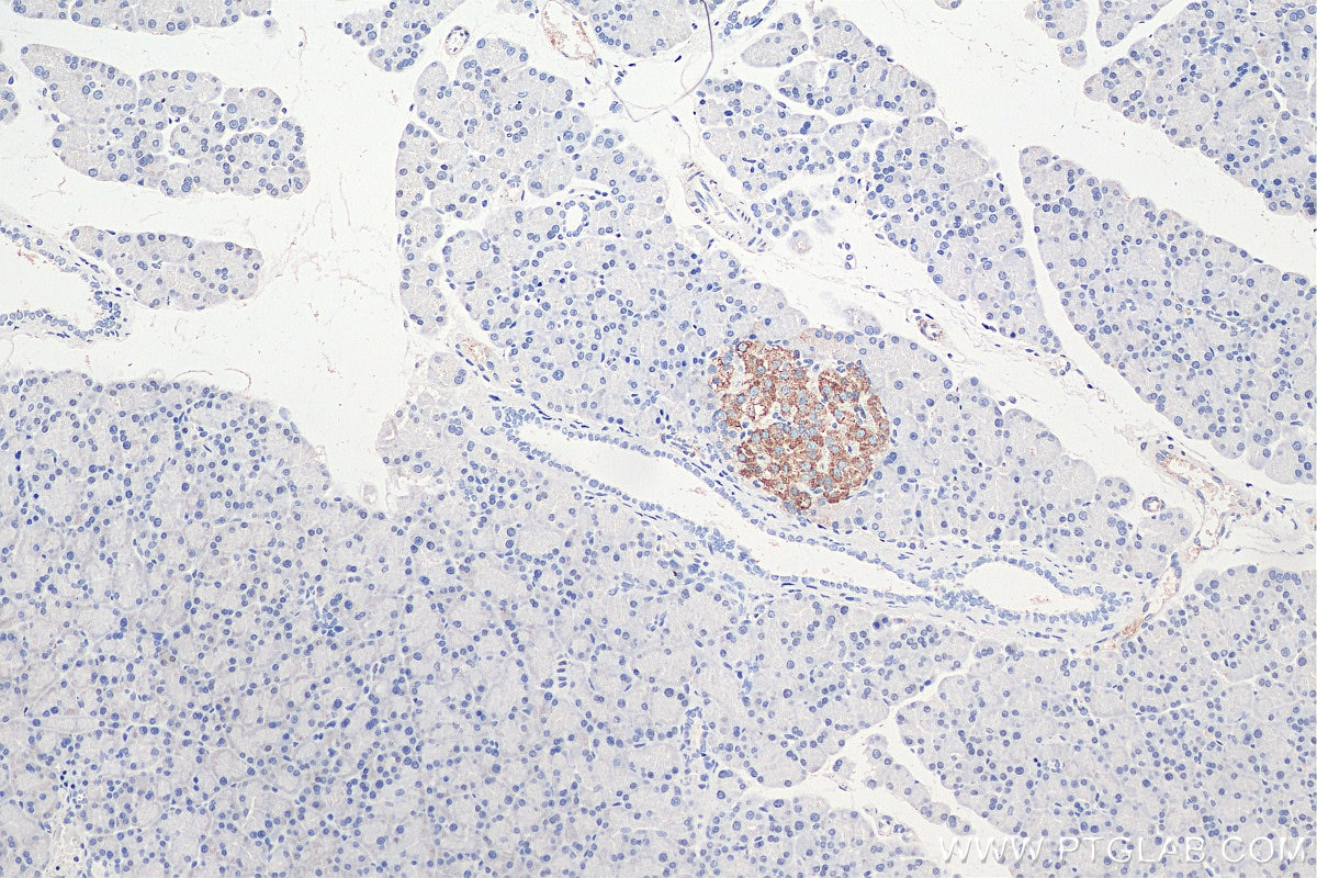 Immunohistochemistry (IHC) staining of rat pancreas tissue using INS Polyclonal antibody (15848-1-AP)