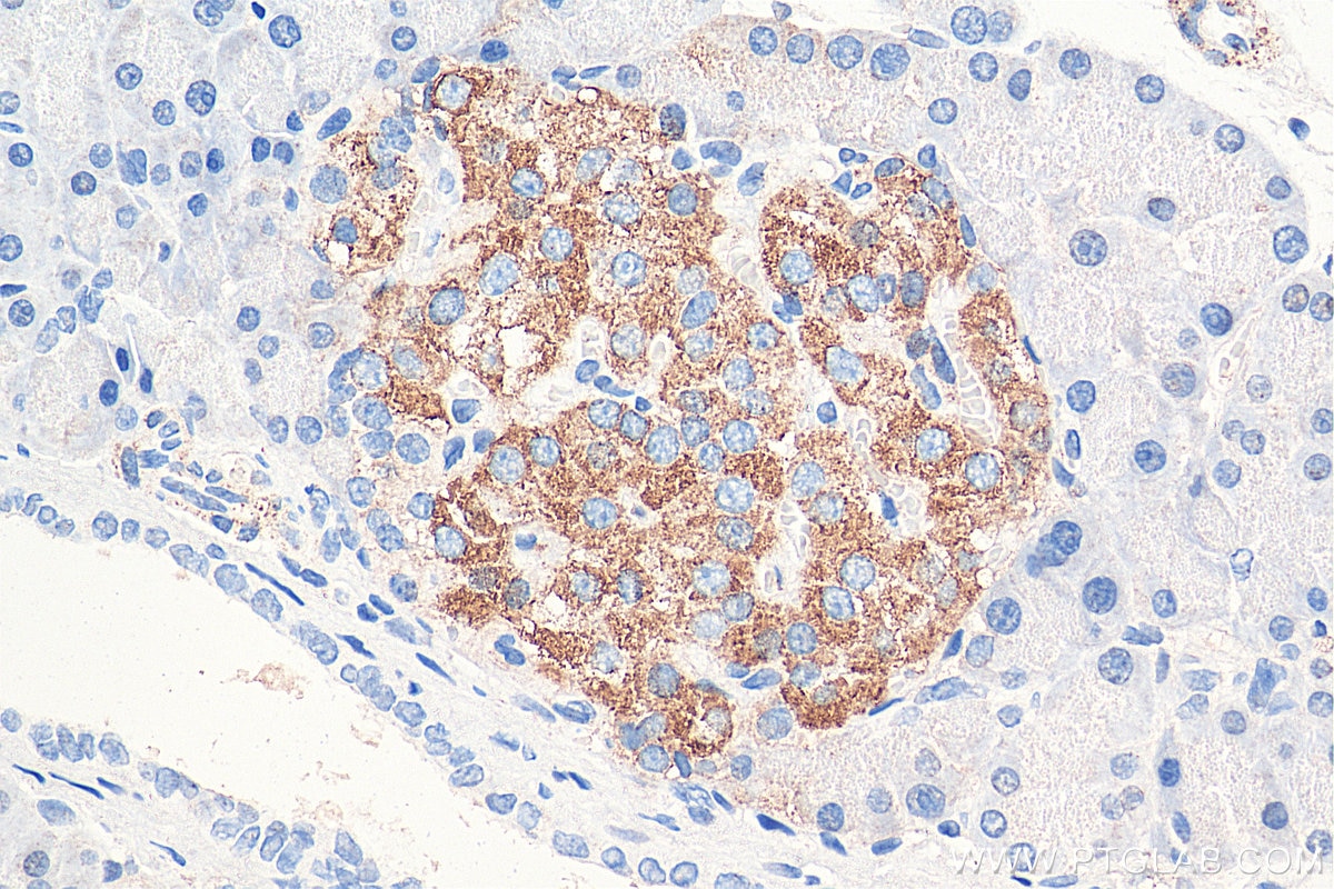 Immunohistochemistry (IHC) staining of rat pancreas tissue using INS Polyclonal antibody (15848-1-AP)