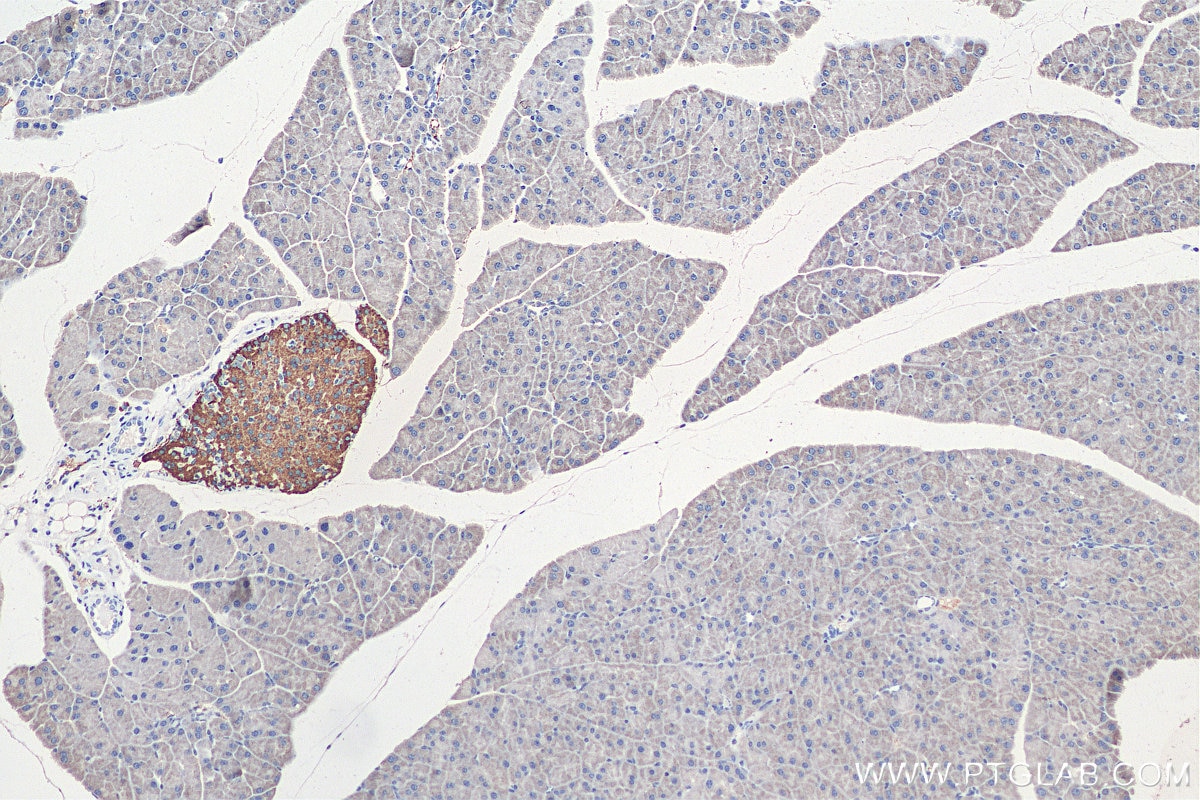 Immunohistochemistry (IHC) staining of mouse pancreas tissue using INS Polyclonal antibody (15848-1-AP)