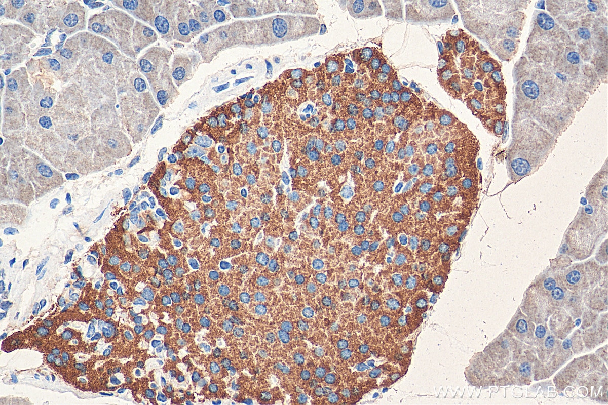 IHC staining of mouse pancreas using 15848-1-AP