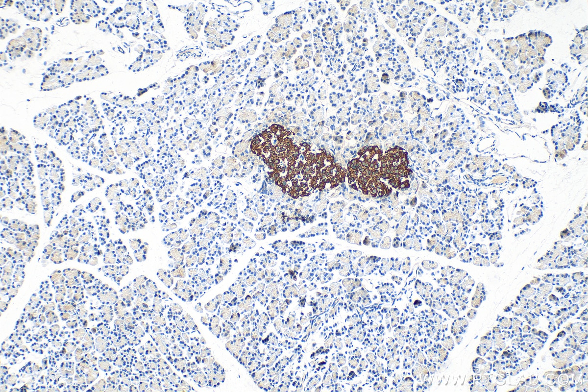 Immunohistochemistry (IHC) staining of rat pancreas tissue using INS Polyclonal antibody (15848-1-AP)