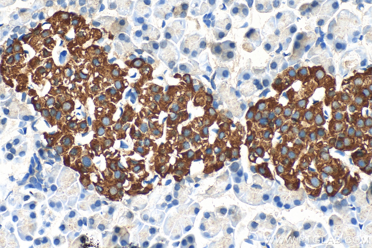 Immunohistochemistry (IHC) staining of rat pancreas tissue using INS Polyclonal antibody (15848-1-AP)