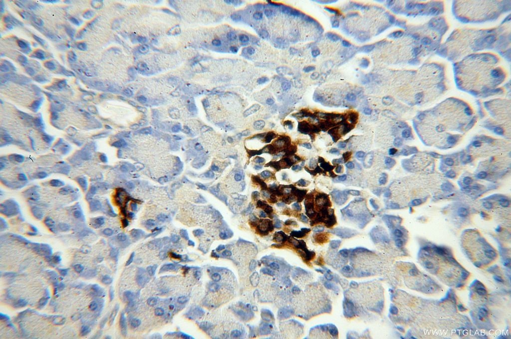 INS Polyclonal antibody