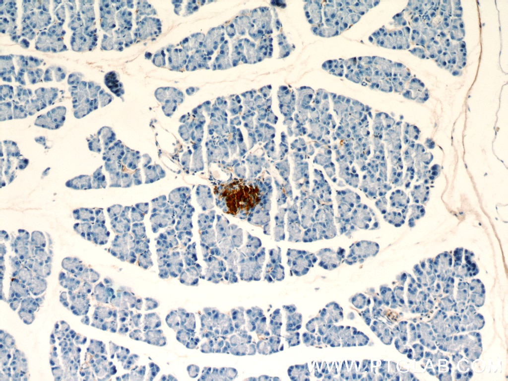 Immunohistochemistry (IHC) staining of mouse pancreas tissue using INS Polyclonal antibody (15848-1-AP)