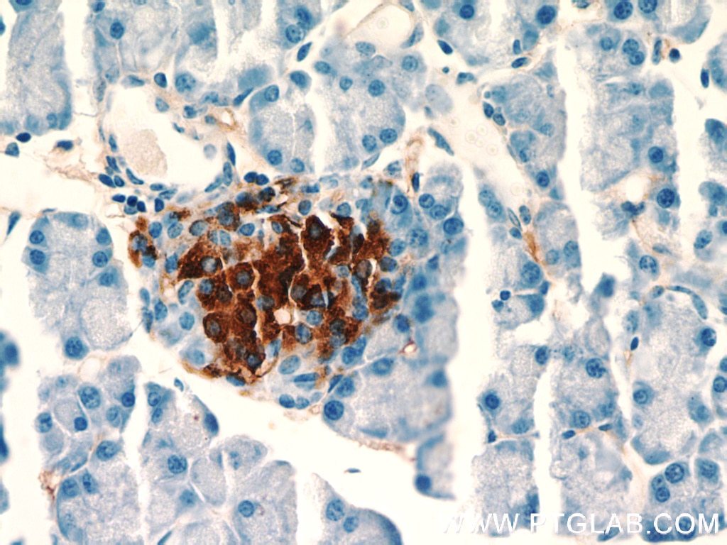 Immunohistochemistry (IHC) staining of mouse pancreas tissue using INS Polyclonal antibody (15848-1-AP)