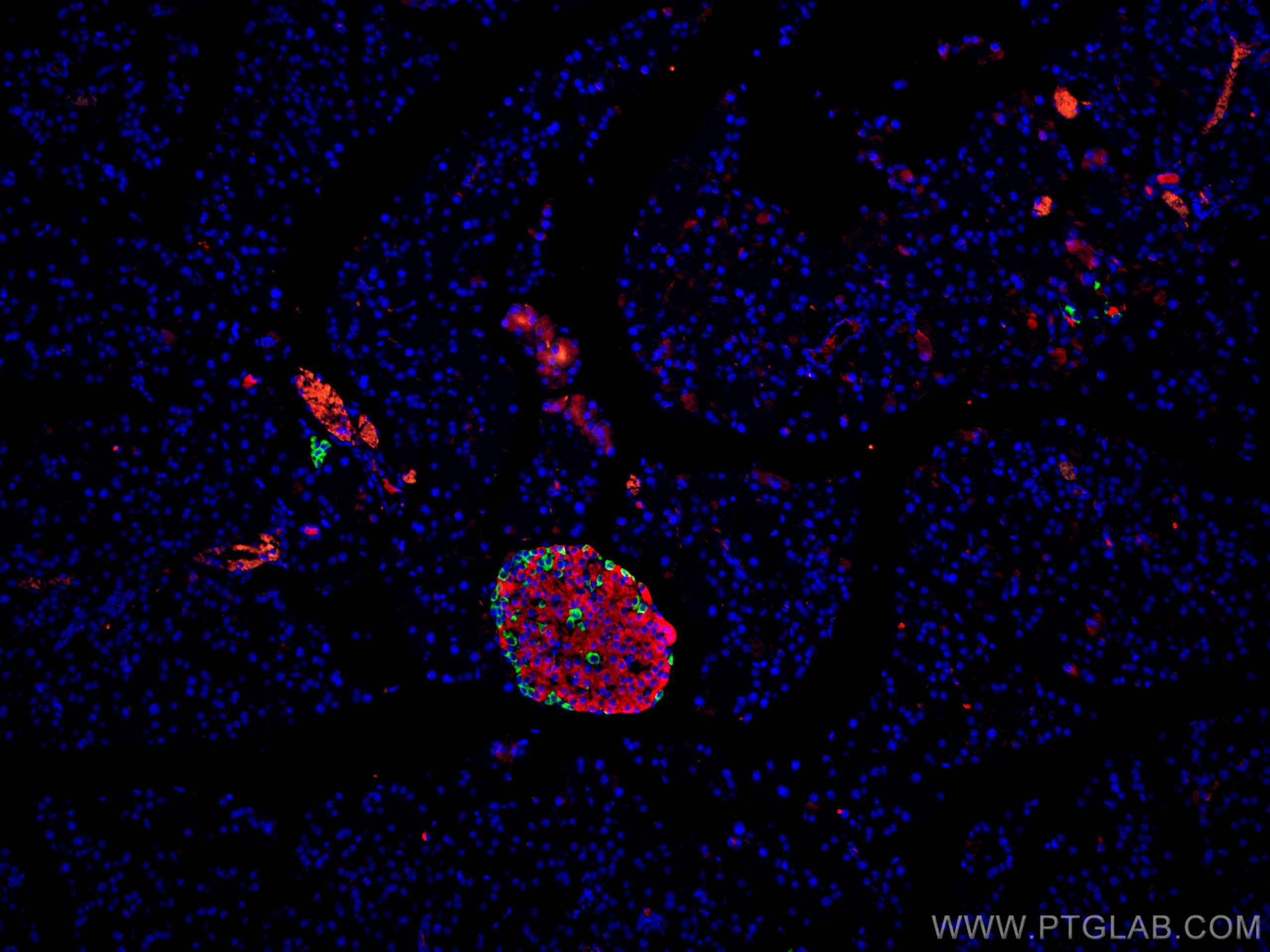 Immunofluorescence (IF) / fluorescent staining of mouse pancreas tissue using CoraLite®594-conjugated INS Polyclonal antibody (CL594-15848)