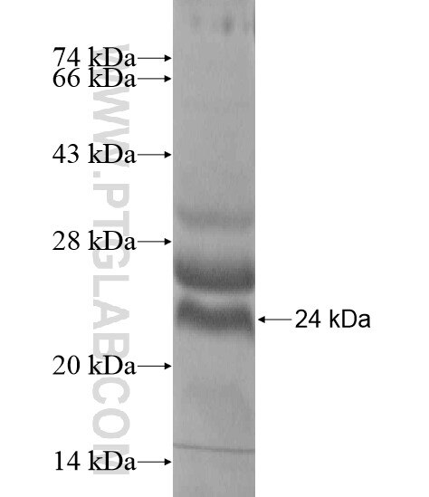INS-IGF2 fusion protein Ag20229 SDS-PAGE