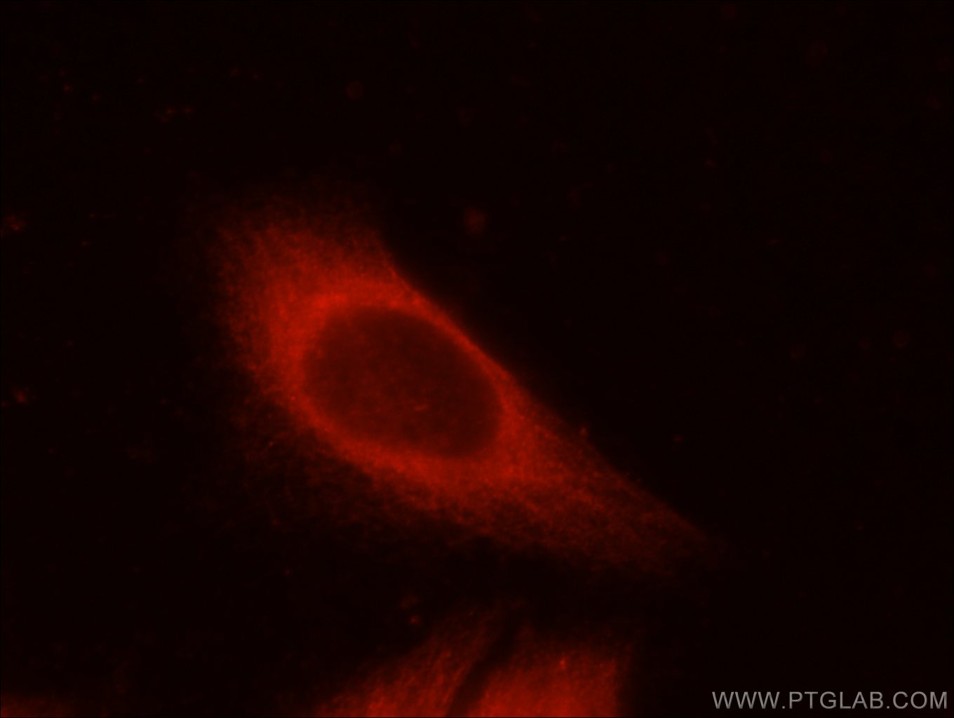 Immunofluorescence (IF) / fluorescent staining of HeLa cells using INSC Polyclonal antibody (20973-1-AP)