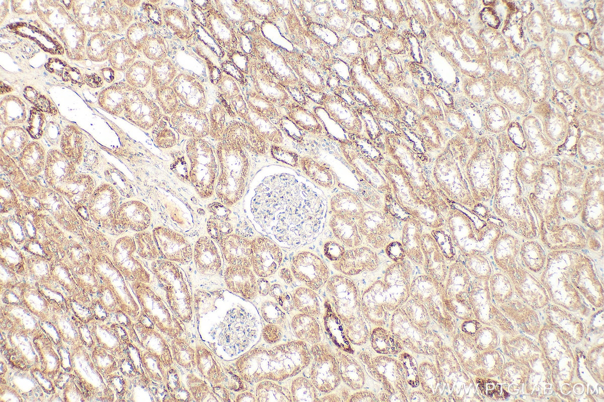 Immunohistochemistry (IHC) staining of human kidney tissue using INSC Polyclonal antibody (20973-1-AP)
