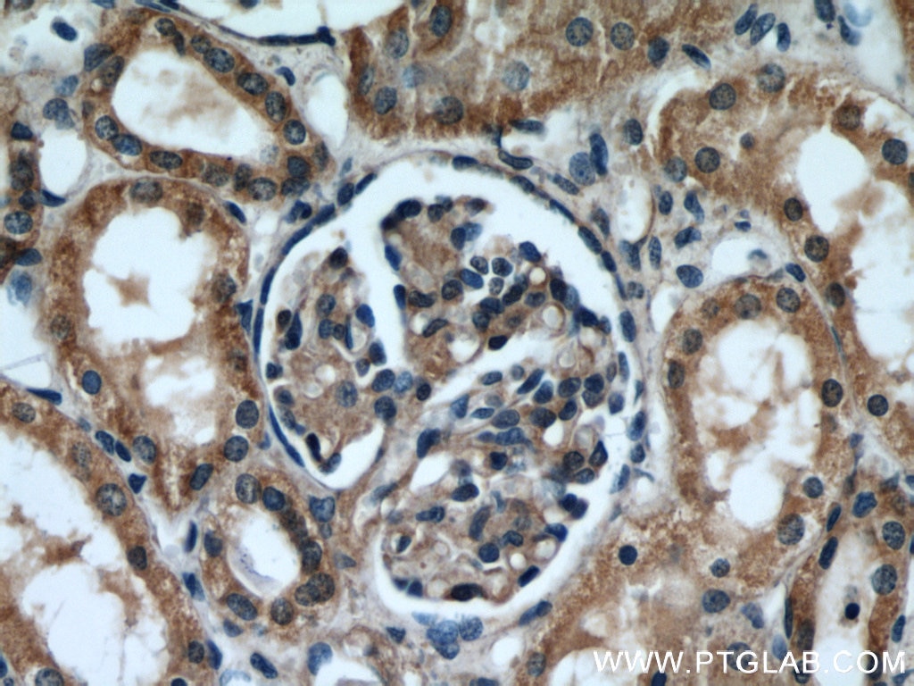 Immunohistochemistry (IHC) staining of human kidney tissue using INSC Polyclonal antibody (20973-1-AP)