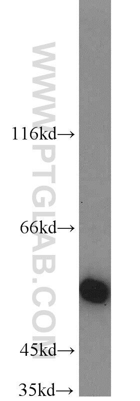 Western Blot (WB) analysis of mouse liver tissue using INSC Polyclonal antibody (20973-1-AP)