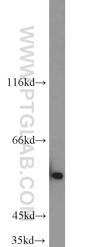 Western Blot (WB) analysis of mouse liver tissue using INSC Polyclonal antibody (20973-1-AP)