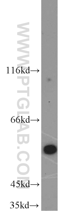 Western Blot (WB) analysis of mouse kidney tissue using INSC Polyclonal antibody (20973-1-AP)
