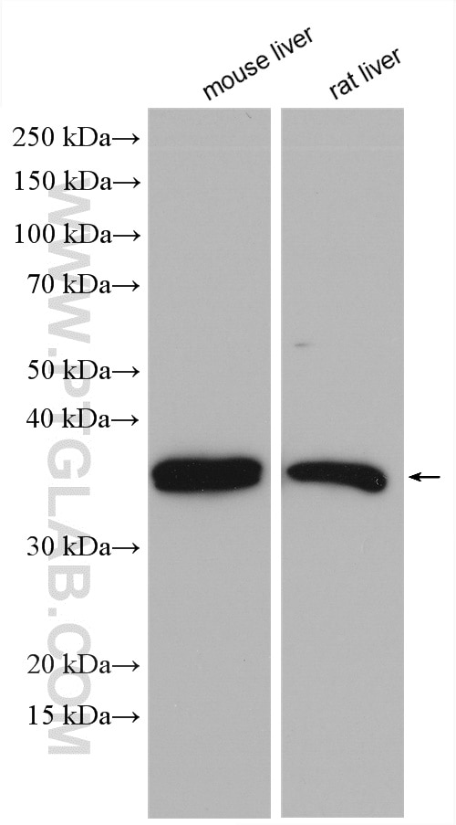 Western Blot (WB) analysis of various lysates using INSIG1 Polyclonal antibody (55282-1-AP)