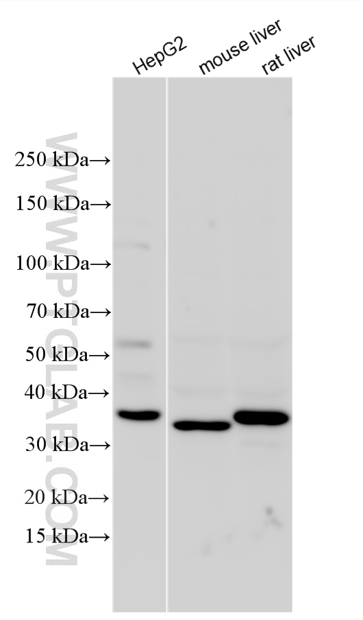 Western Blot (WB) analysis of various lysates using INSIG1 Polyclonal antibody (55282-1-AP)