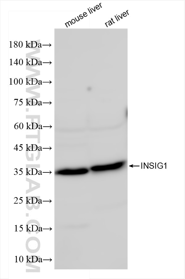 Western Blot (WB) analysis of various lysates using INSIG1 Recombinant antibody (84352-1-RR)