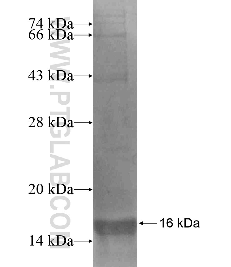INSIG1 fusion protein Ag17418 SDS-PAGE