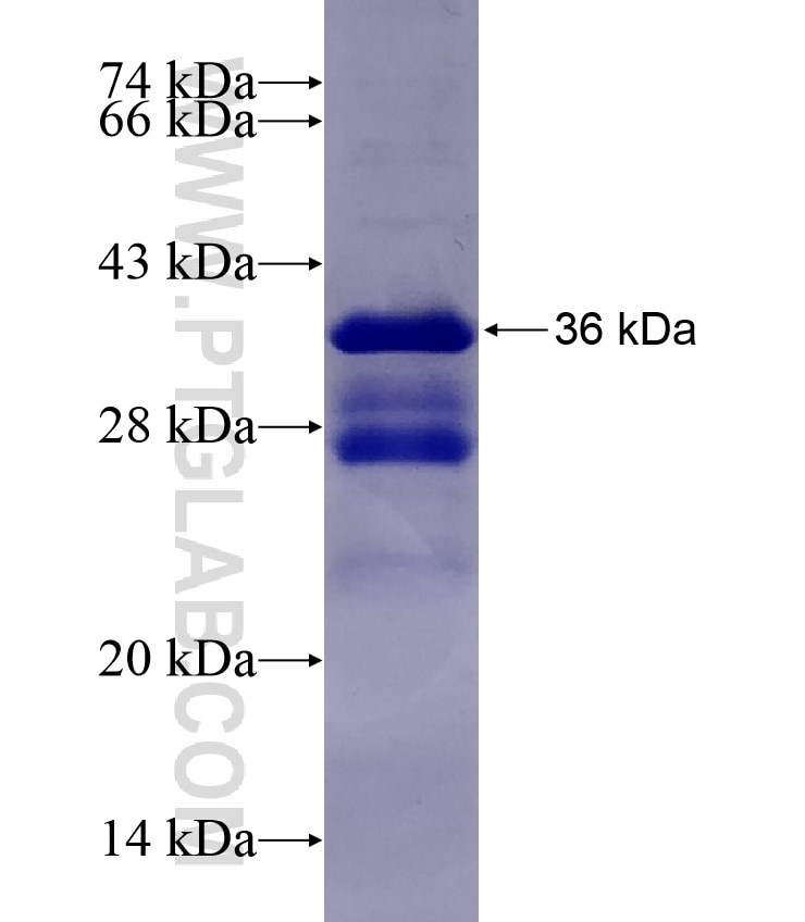 INSIG1 fusion protein Ag17420 SDS-PAGE