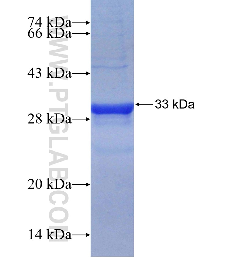 INSIG2 fusion protein Ag14072 SDS-PAGE